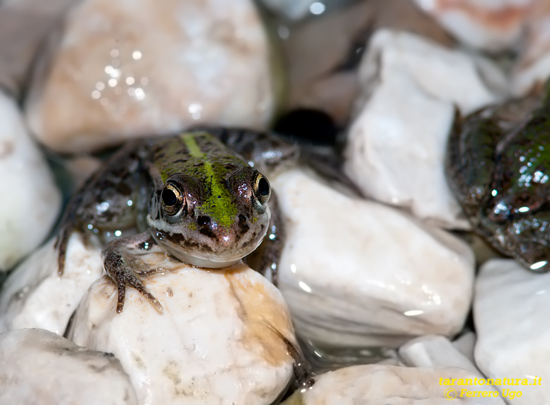 Rana con la coda - Pelophylax sp. (prov. Taranto)